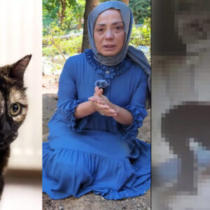 cezve kedinin sahibi serpil dasci erosu olduren ceza alsaydi cezve belki hayattaydi Vf48DF3O