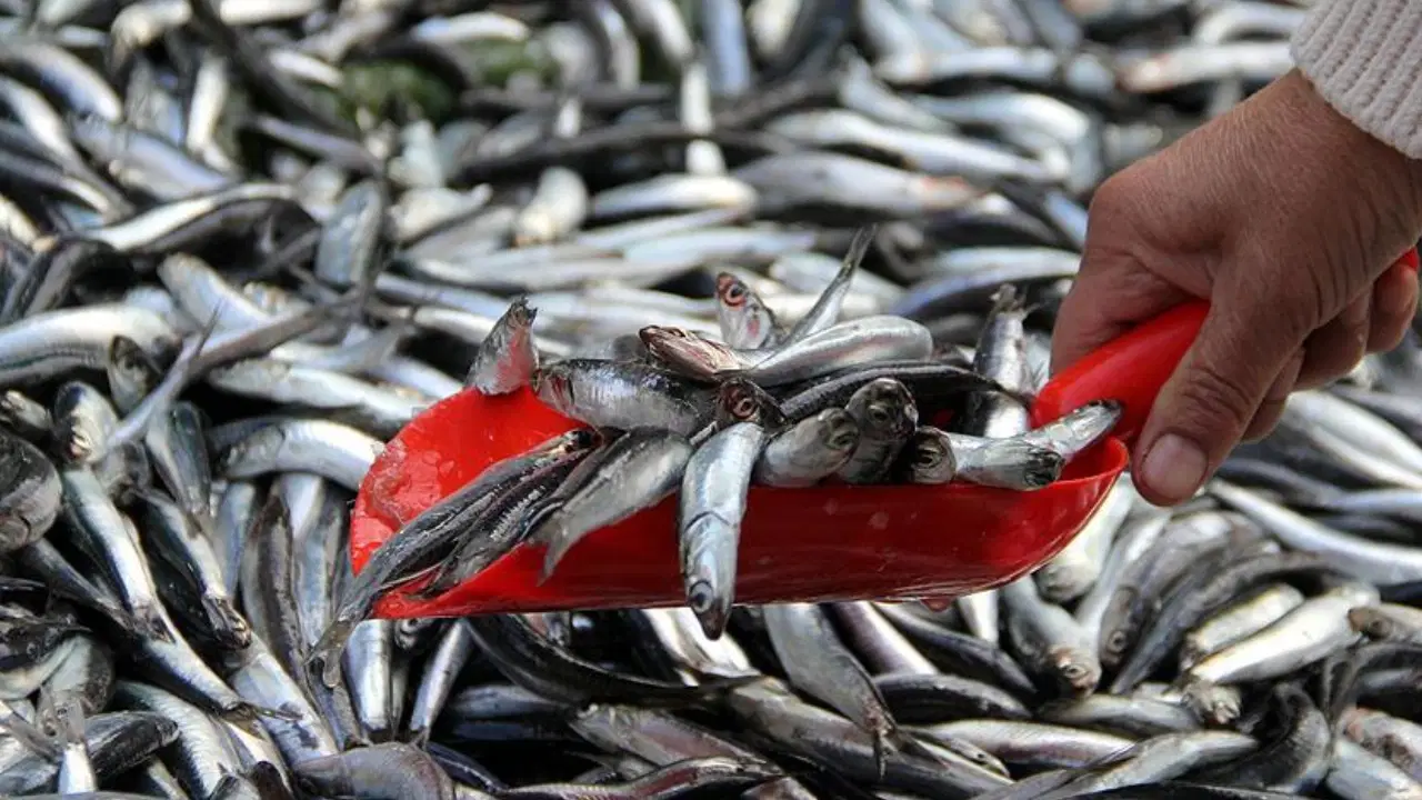 hamsi trabzonda tezgaha dustu mezgit ve istavritle ayni fiyata satiliyor 5yvr4s8s