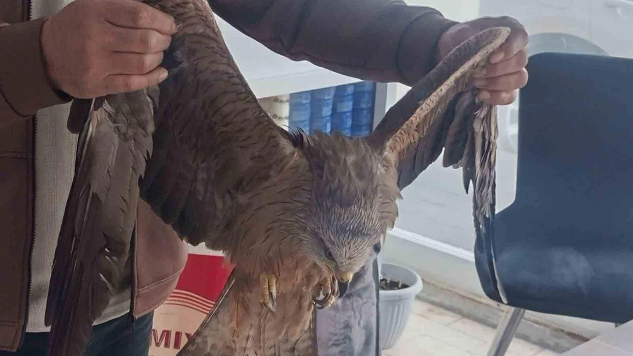 Sivas’ta Örnek Davranış: Yaralı Kuş için Seferberlik