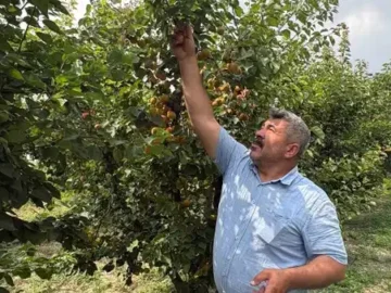 Kayısı Üretiminde Başarı Hikayesi: Abdurahman Keleş’in Rekor Hasadı